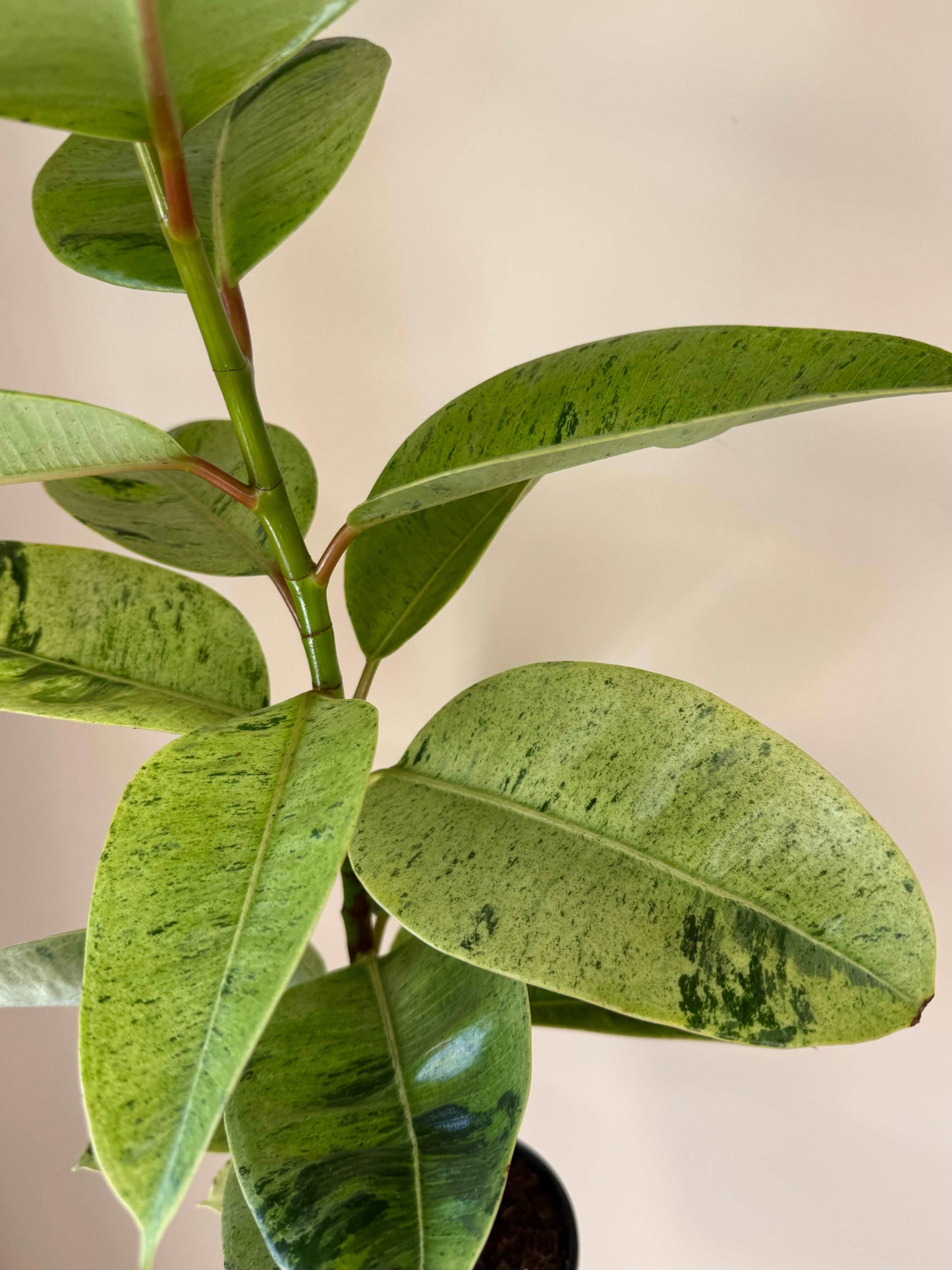 Ficus Shivereana Moonshine