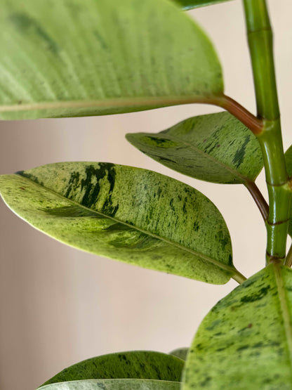 Ficus Shivereana Moonshine