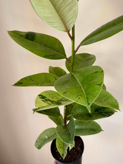 Ficus Shivereana Moonshine