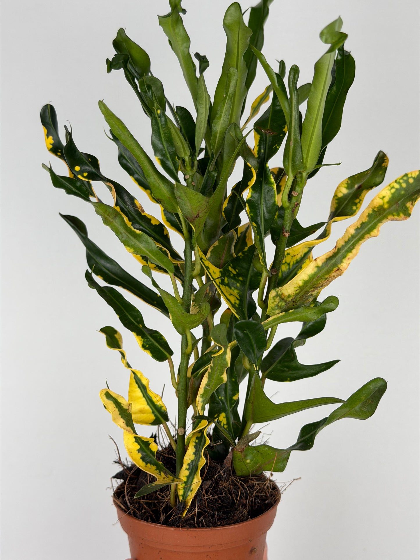 Codiaeum Sunny Star Codiaeum Tropical Corner