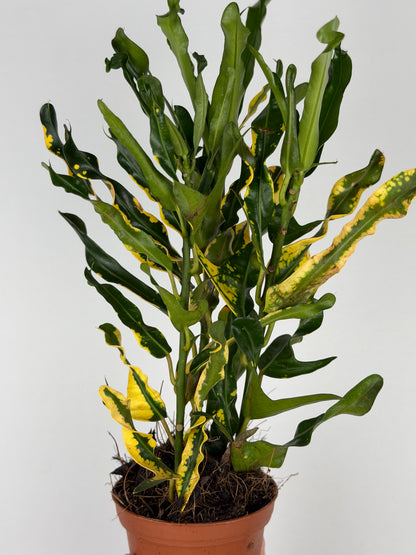 Codiaeum Sunny Star Codiaeum Tropical Corner