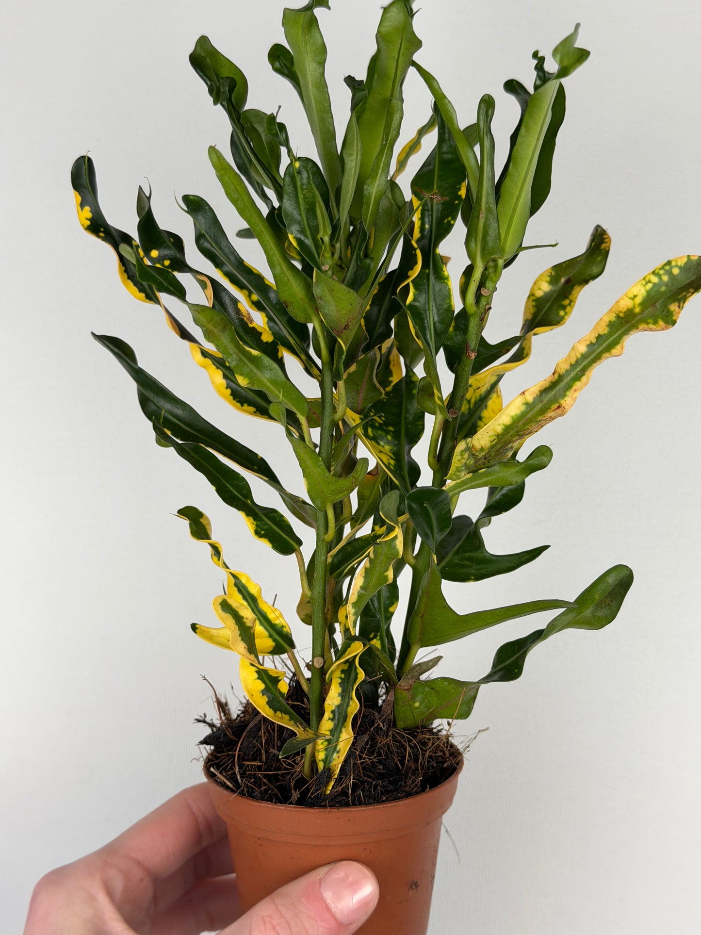Codiaeum Sunny Star Codiaeum Tropical Corner