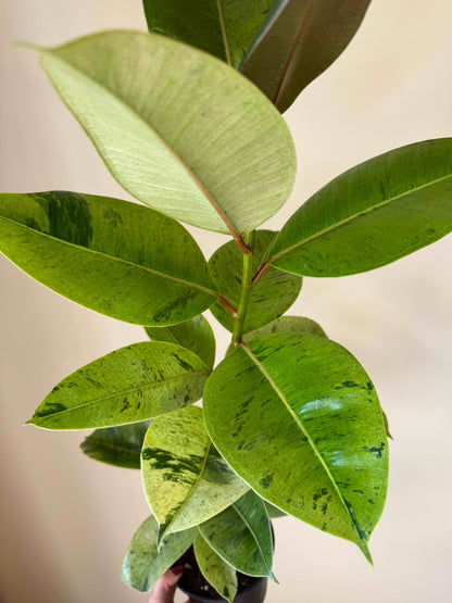 Ficus Shivereana Moonshine