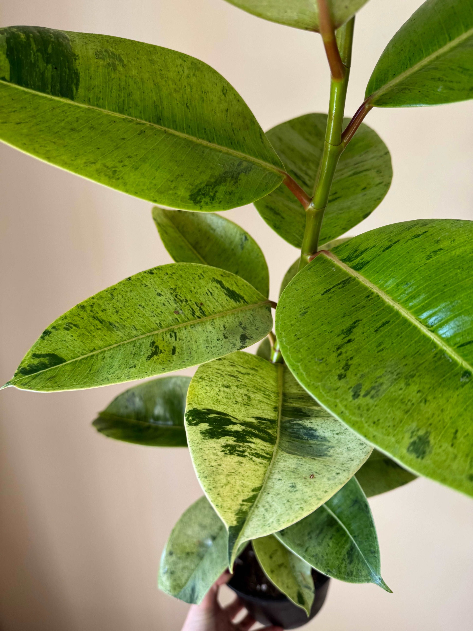 Ficus Shivereana Moonshine