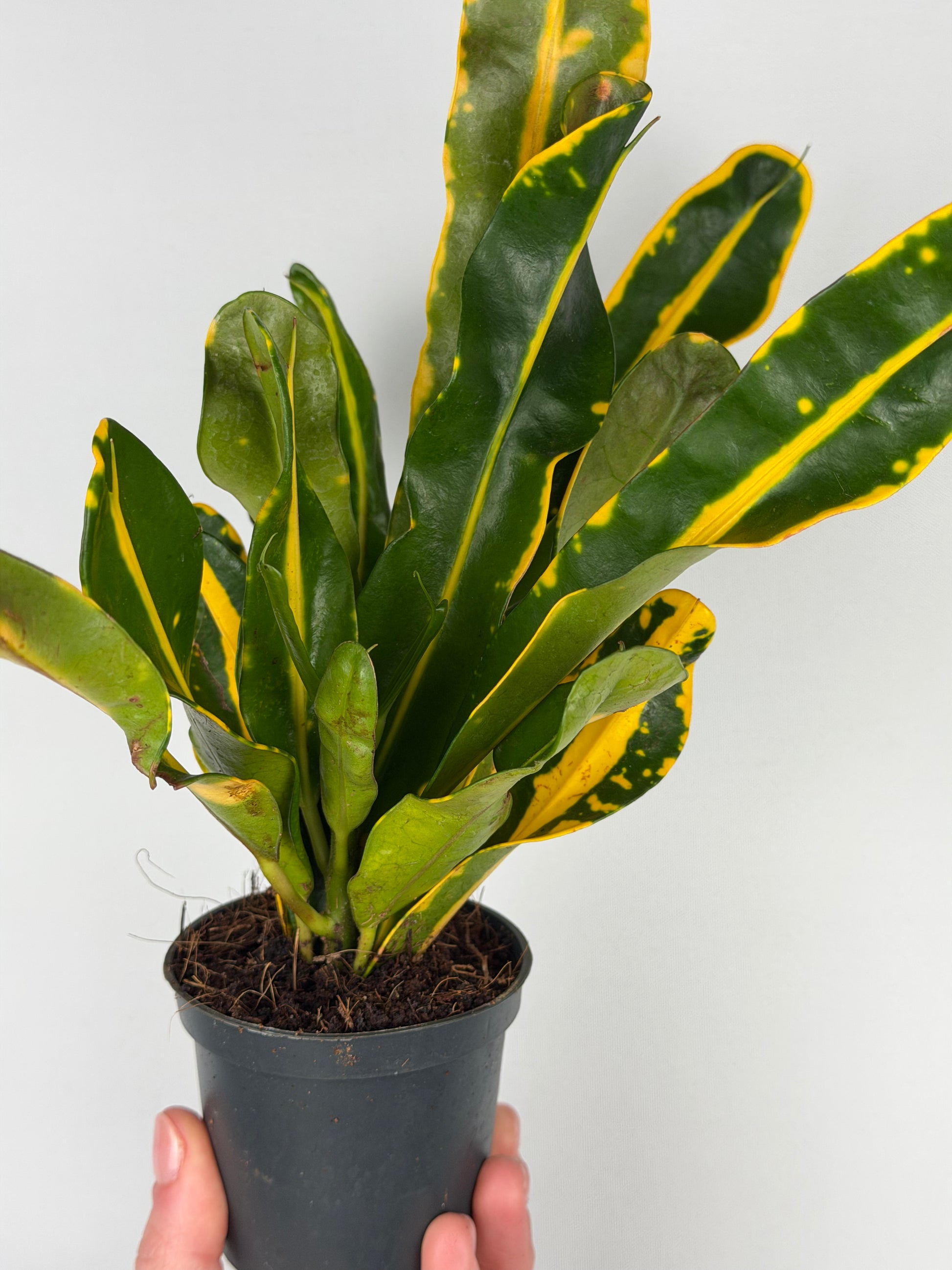 Codiaeum 'Mammi Yellow' Codiaeum Tropical Corner