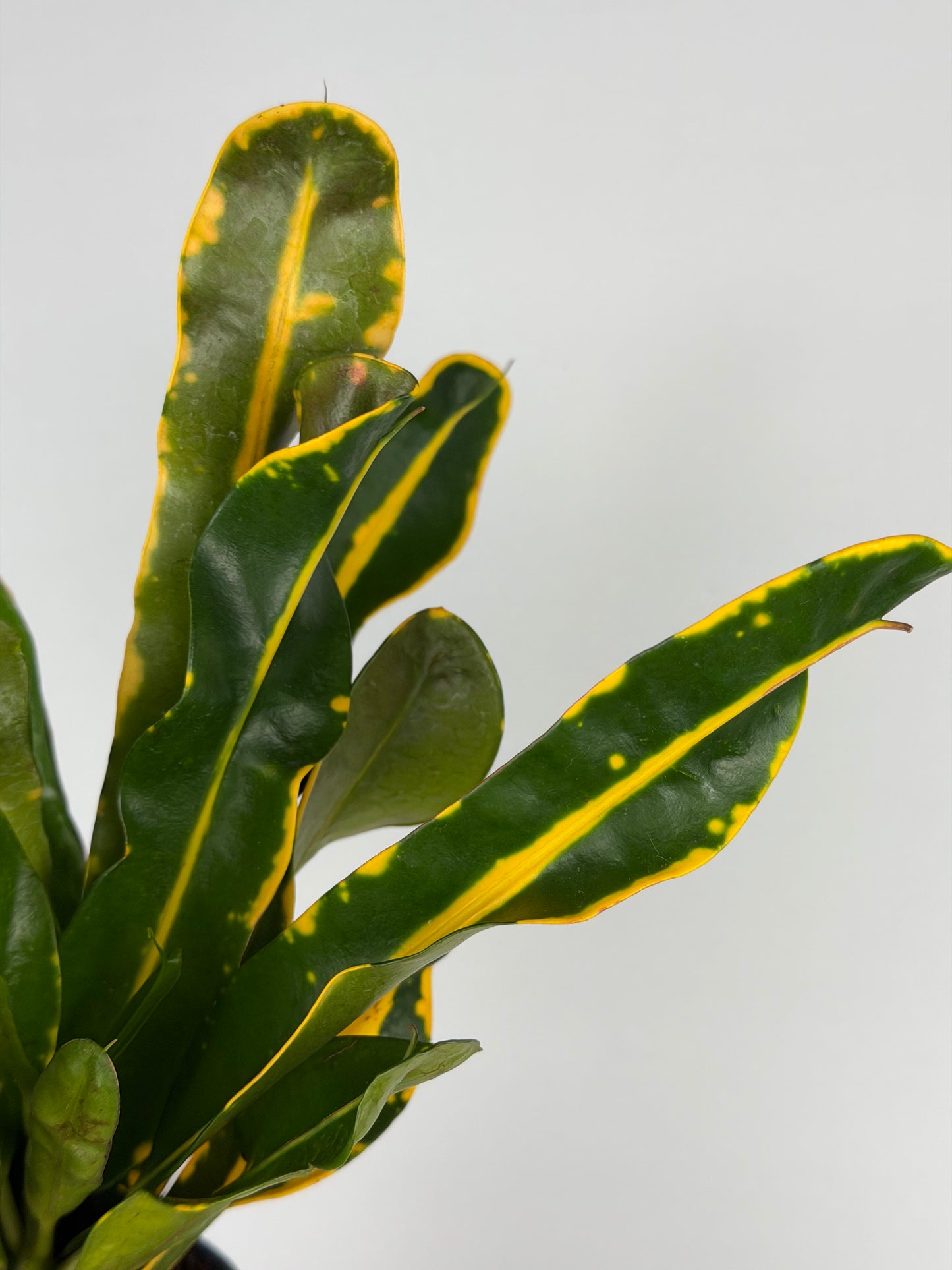 Codiaeum 'Mammi Yellow' Codiaeum Tropical Corner