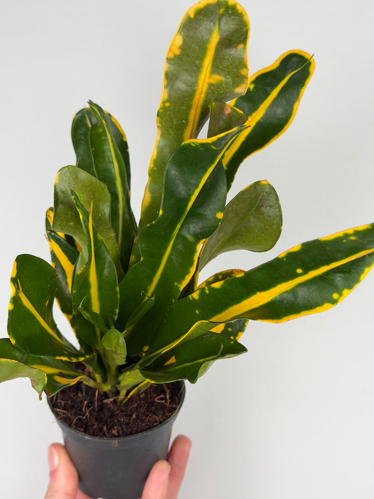 Codiaeum 'Mammi Yellow' Codiaeum Tropical Corner