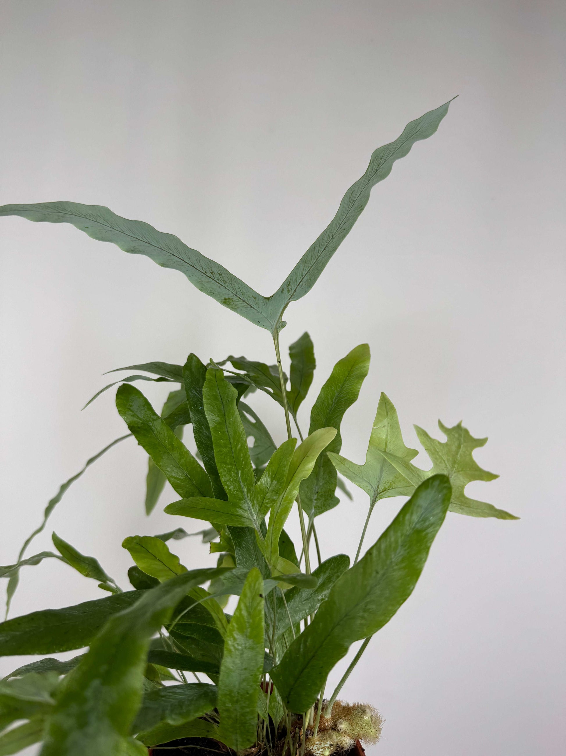 Phlebodium aureum “Blue star”