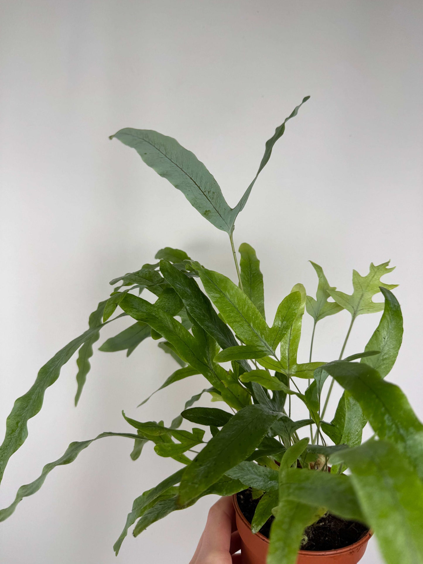 Phlebodium aureum “Blue star”
