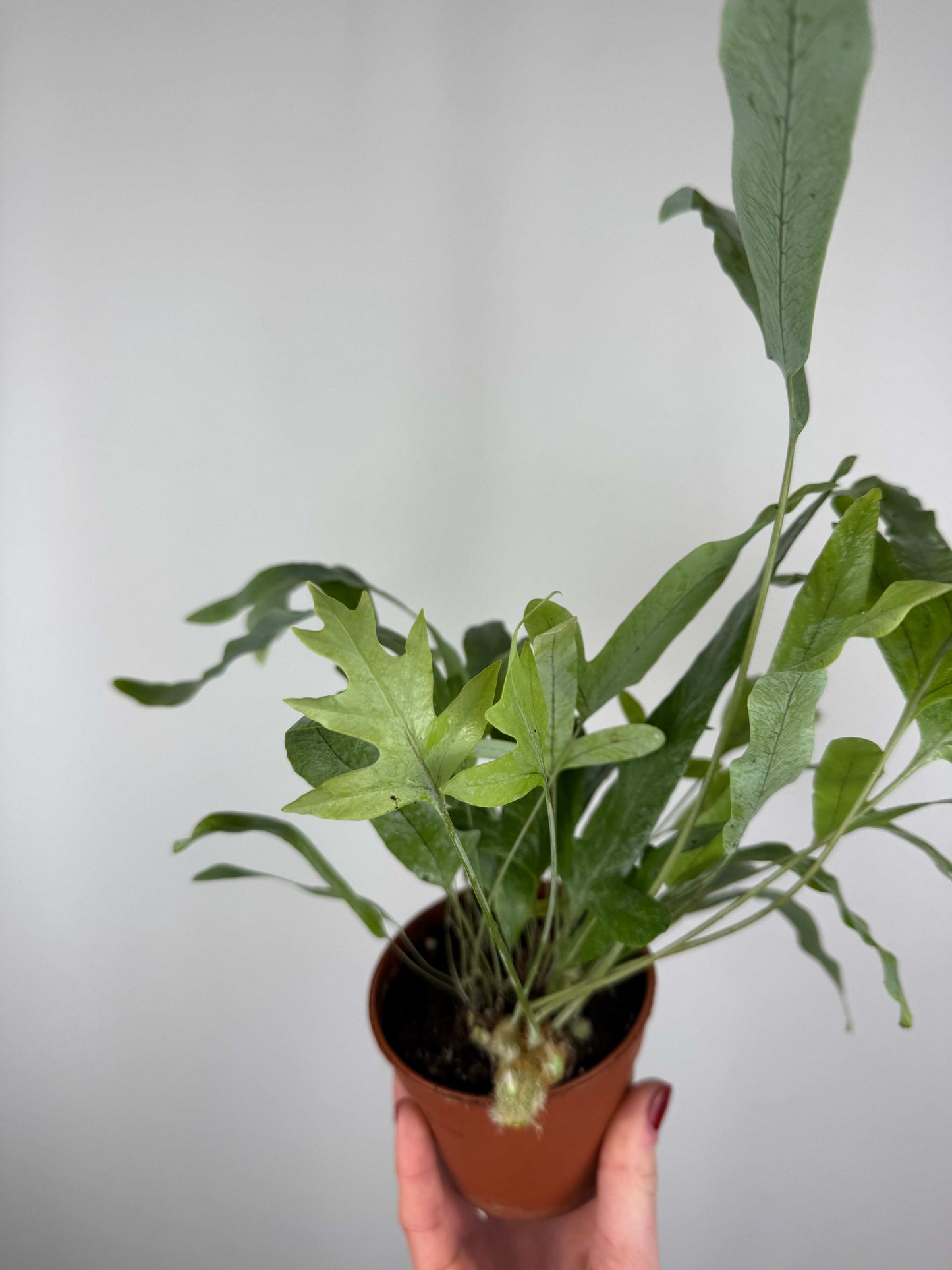Phlebodium aureum “Blue star”