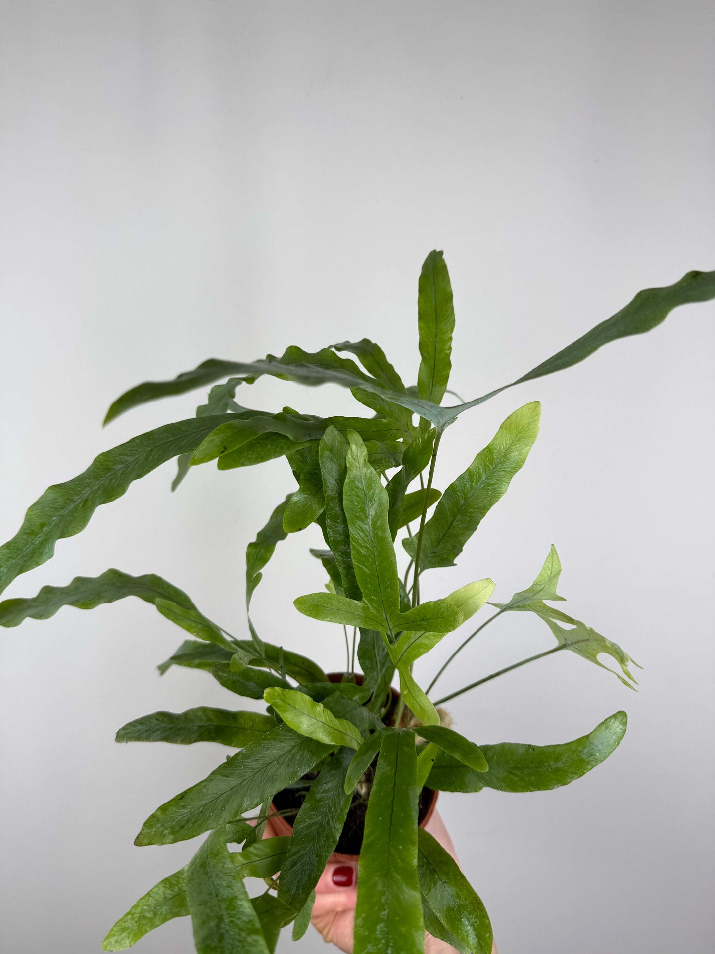 Phlebodium aureum “Blue star”