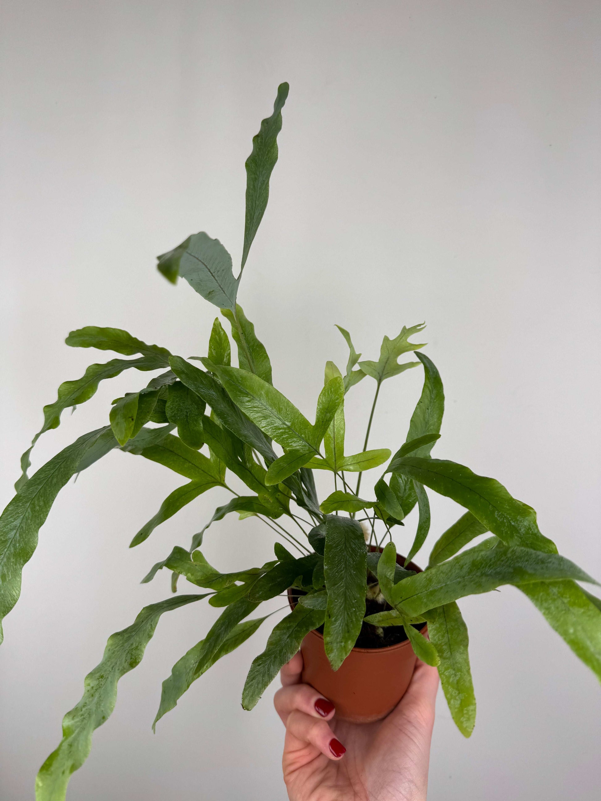 Phlebodium aureum “Blue star”