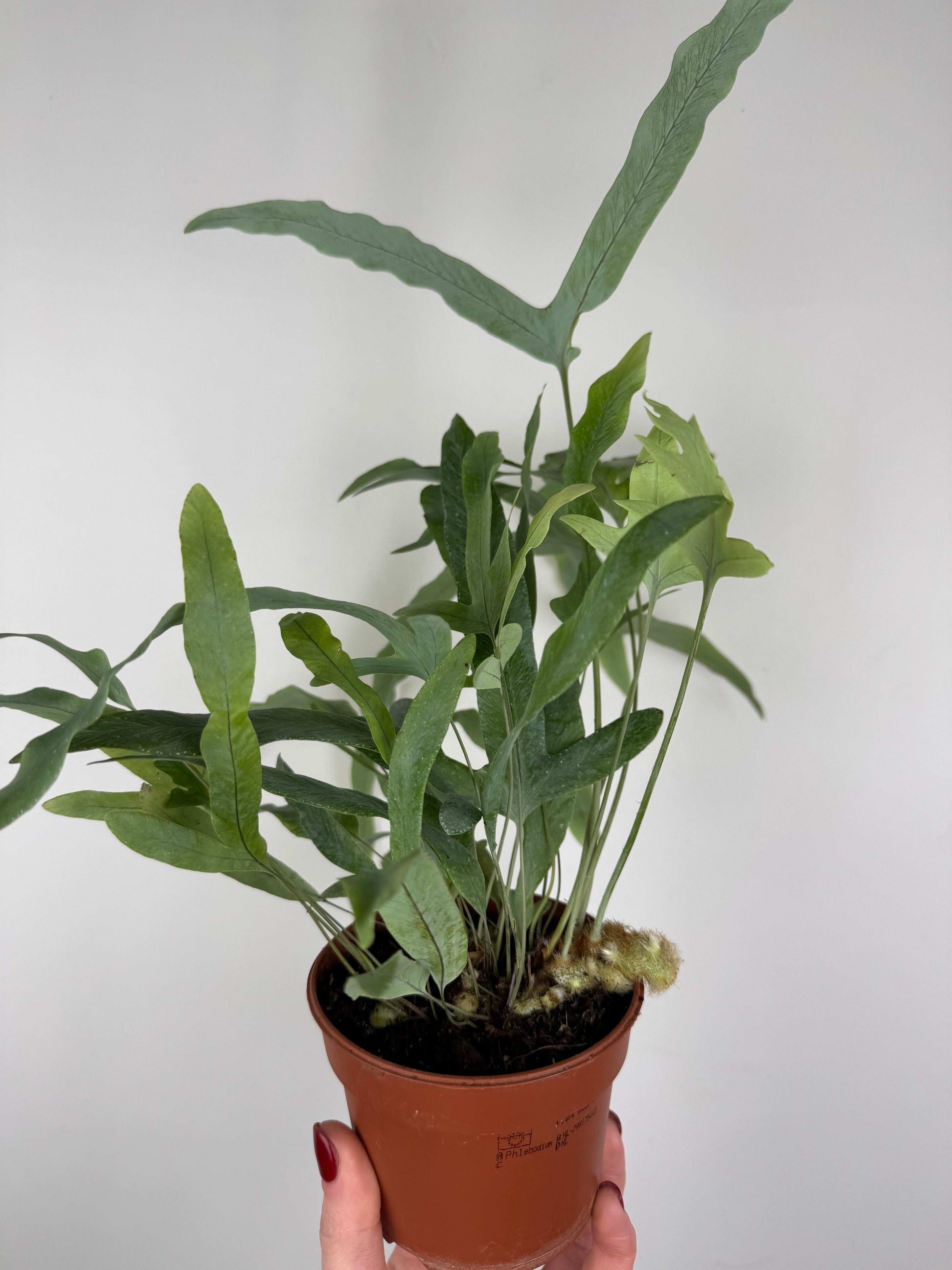 Phlebodium aureum “Blue star”