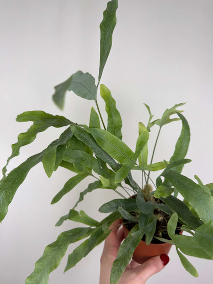Phlebodium aureum “Blue star”
