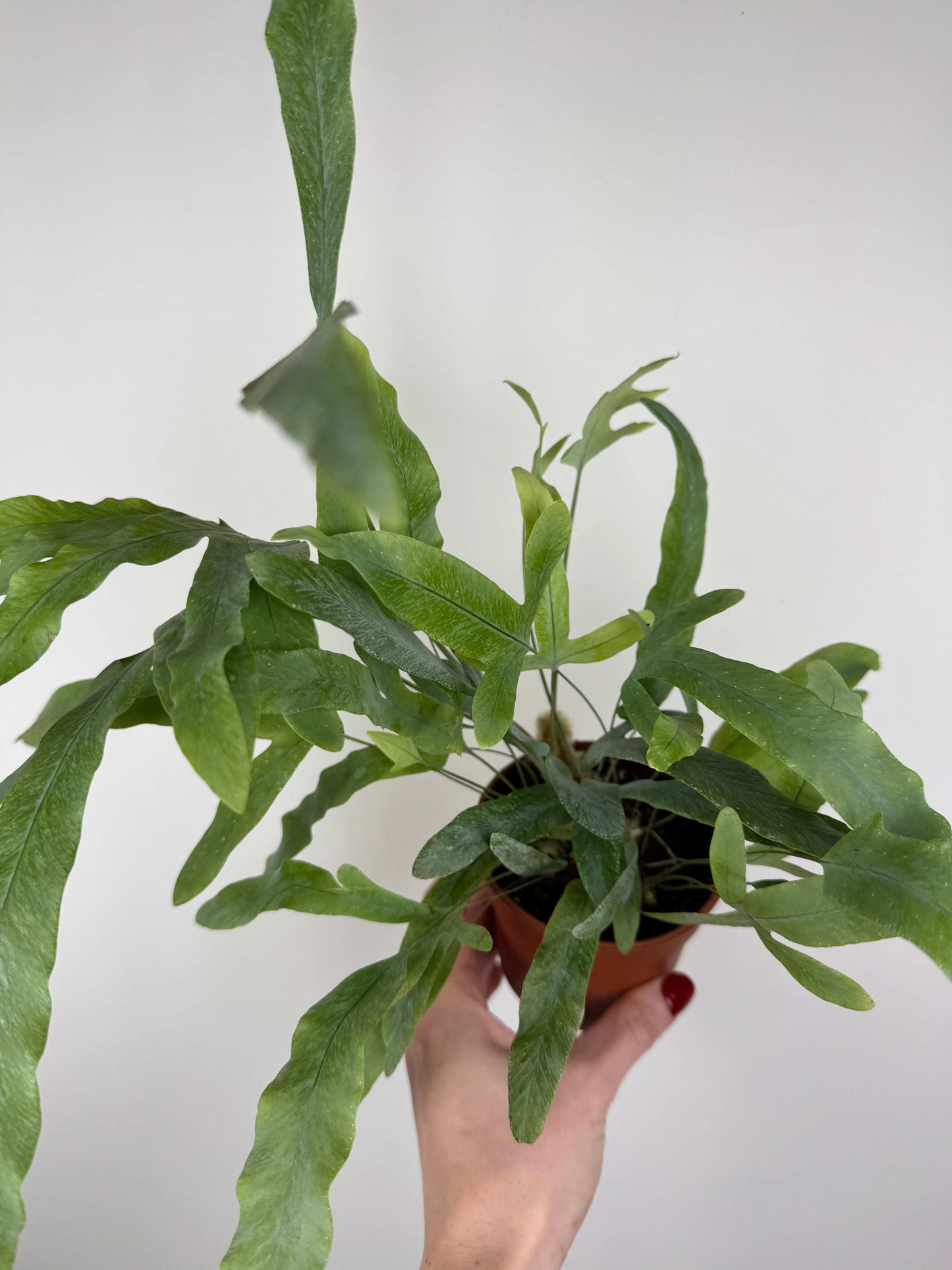 Phlebodium aureum “Blue star”