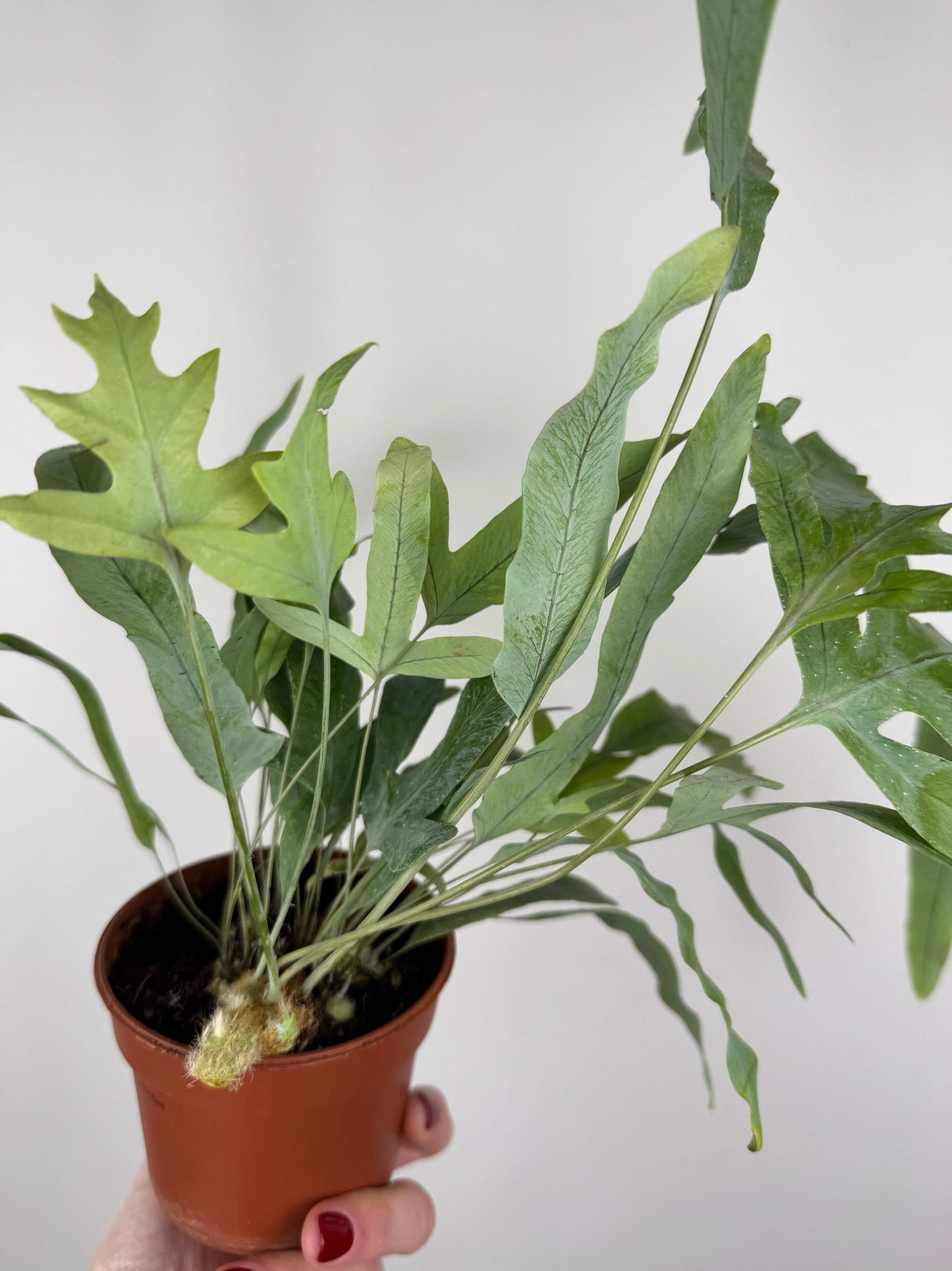Phlebodium aureum “Blue star”
