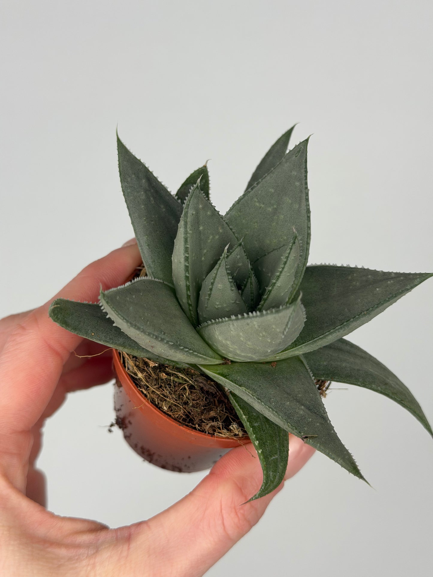 Haworthia Savannah Haworthia Tropical Corner