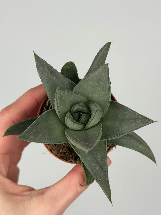 Haworthia Savannah Haworthia Tropical Corner