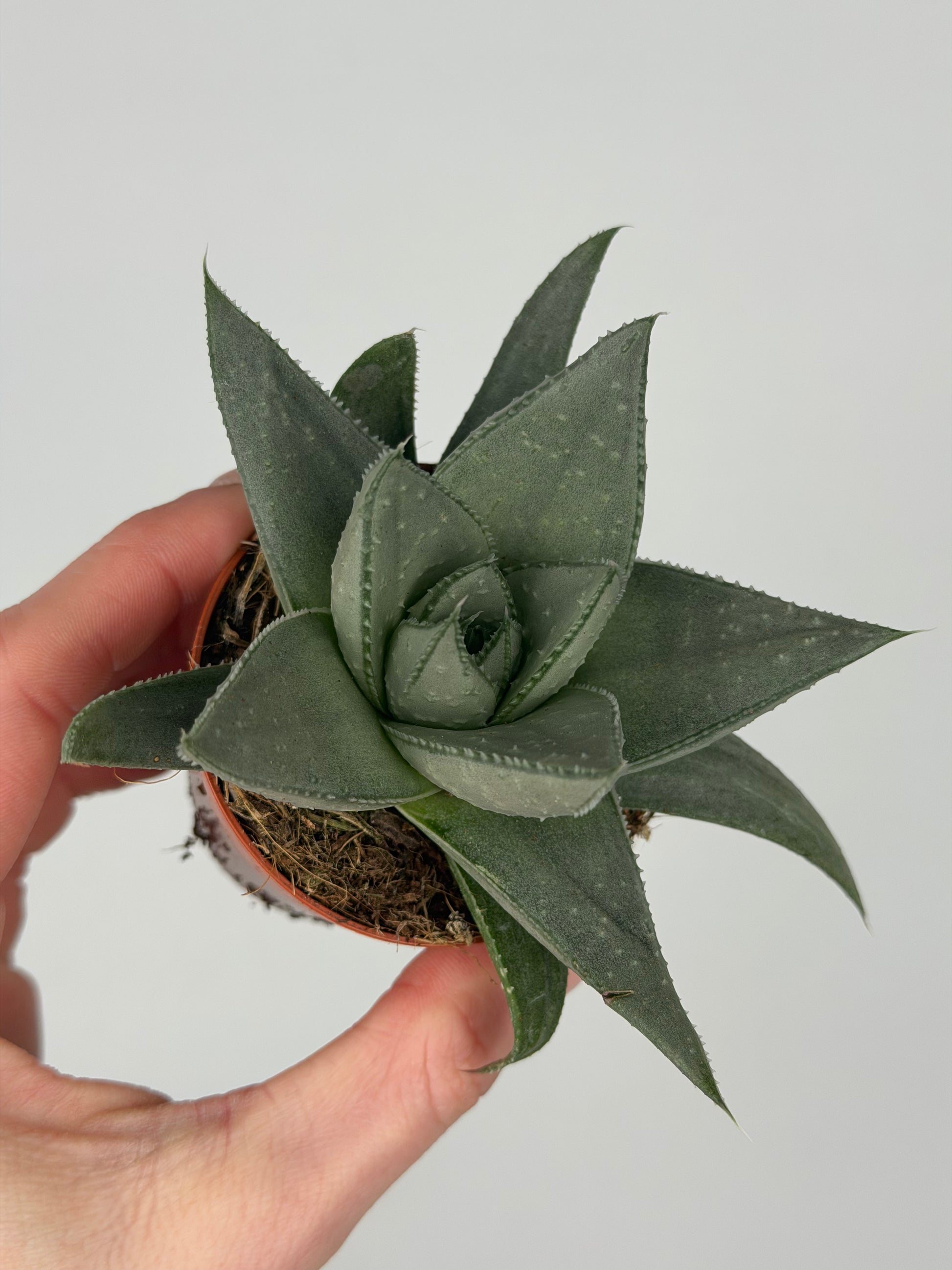 Haworthia Savannah Haworthia Tropical Corner