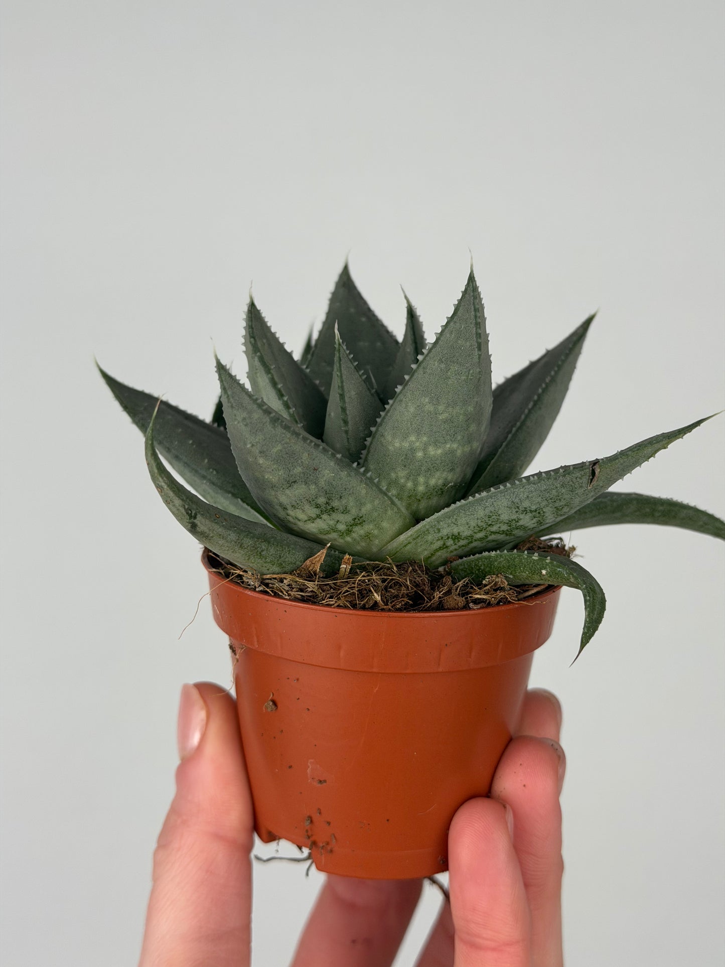 Haworthia Savannah Haworthia Tropical Corner
