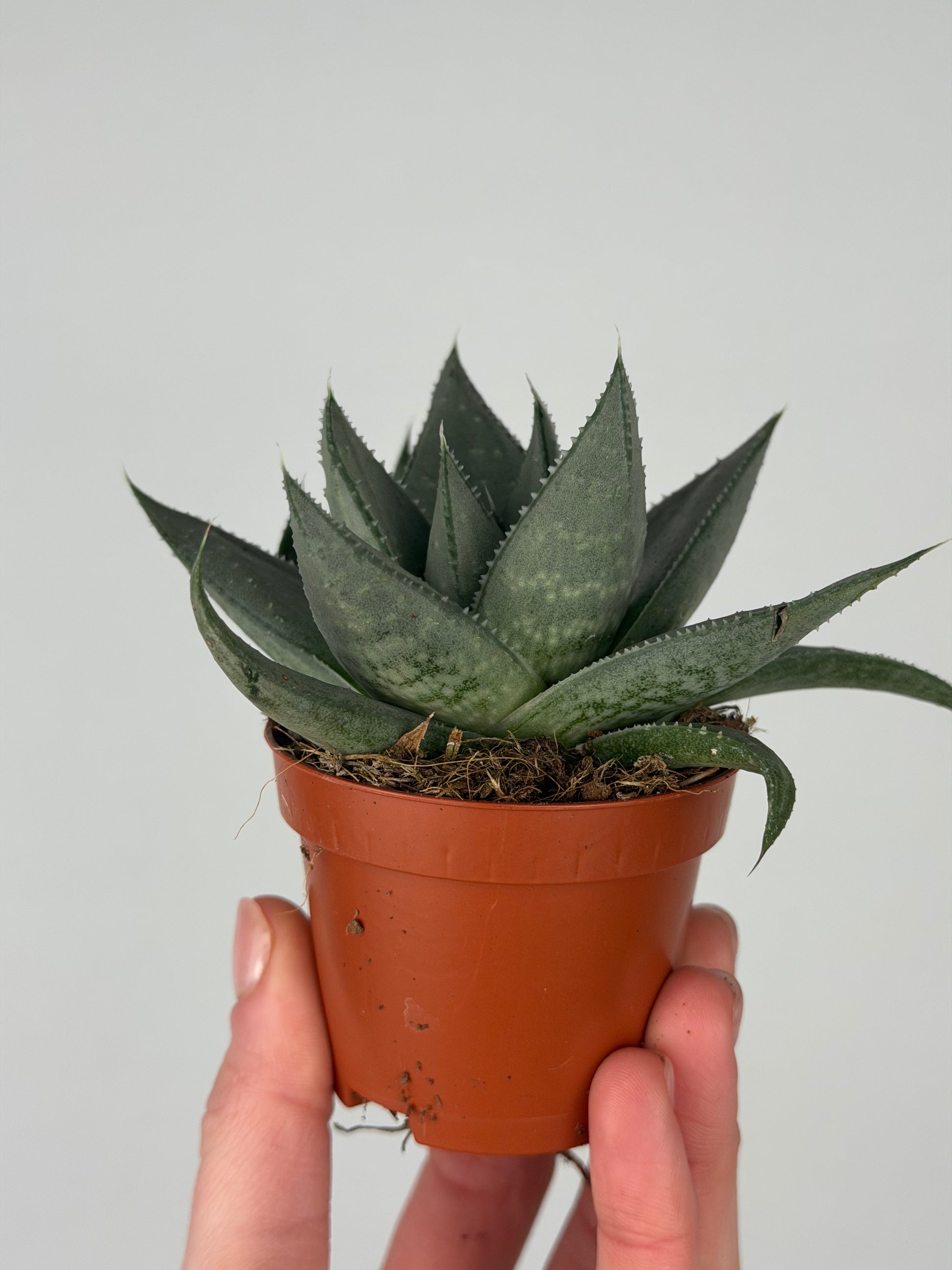 Haworthia Savannah Haworthia Tropical Corner