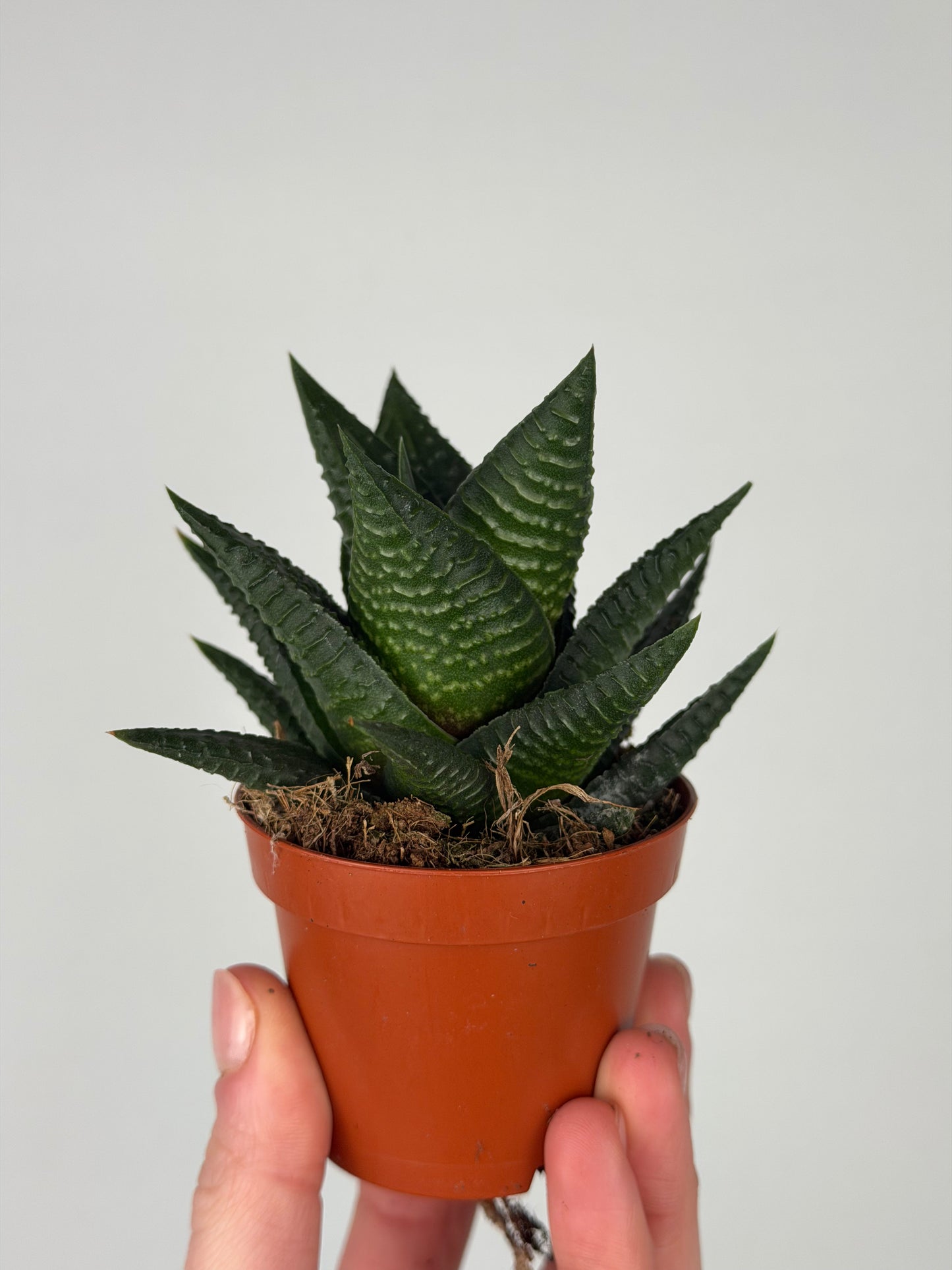 Haworthia limifolia Haworthia Tropical Corner