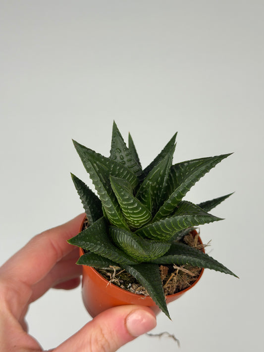 Haworthia limifolia Haworthia Tropical Corner