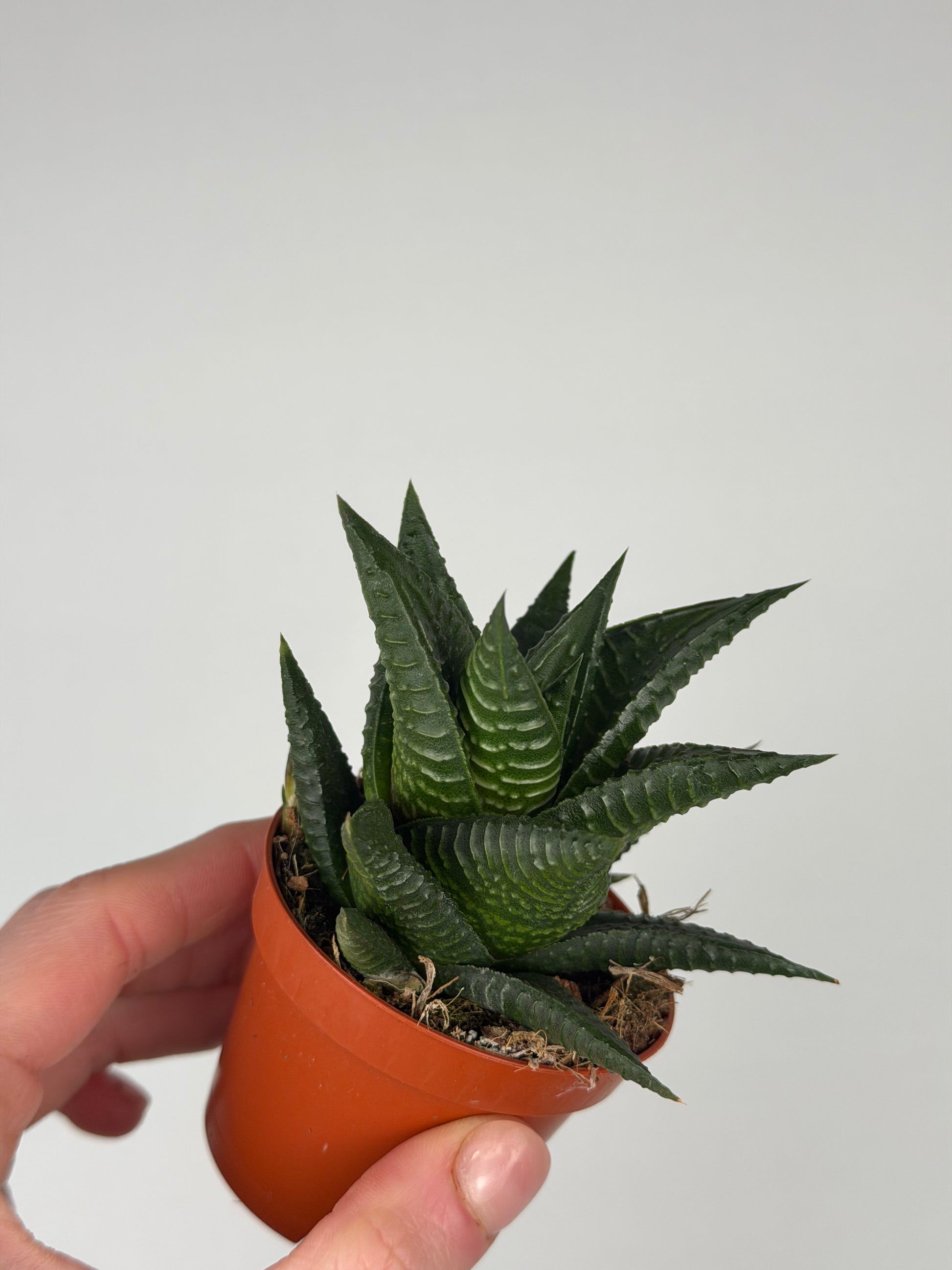 Haworthia limifolia Haworthia Tropical Corner