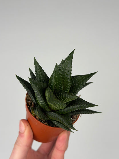 Haworthia limifolia Haworthia Tropical Corner