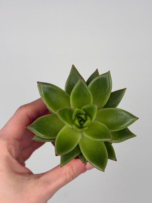 Echeveria agavoides Echeveria Tropical Corner