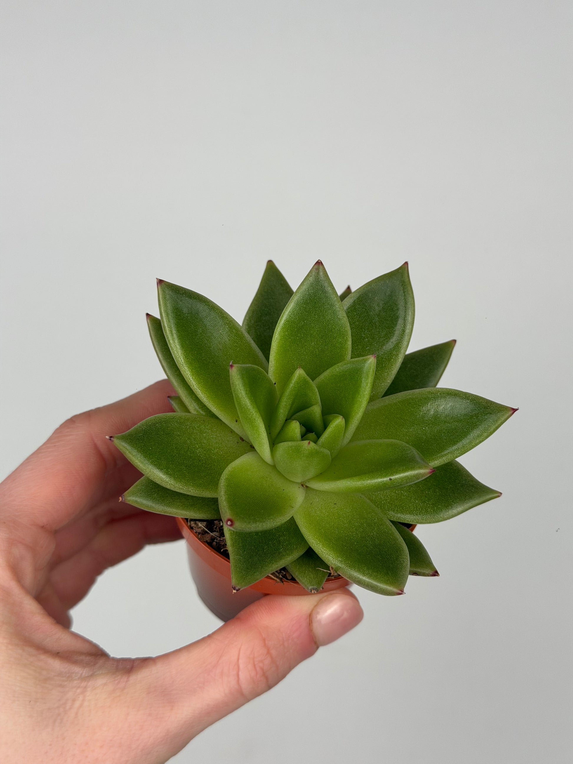Echeveria agavoides Echeveria Tropical Corner