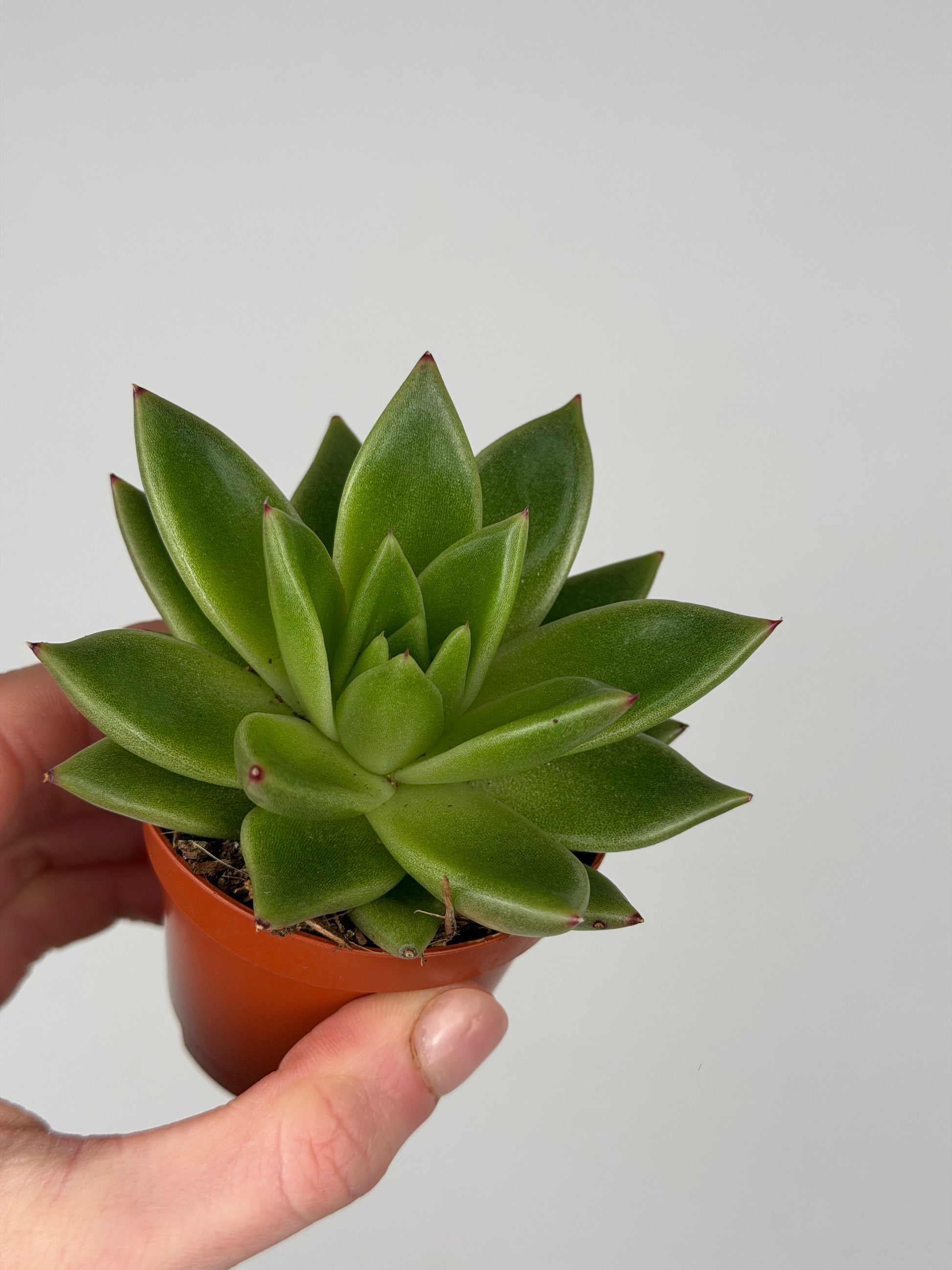 Echeveria agavoides Echeveria Tropical Corner