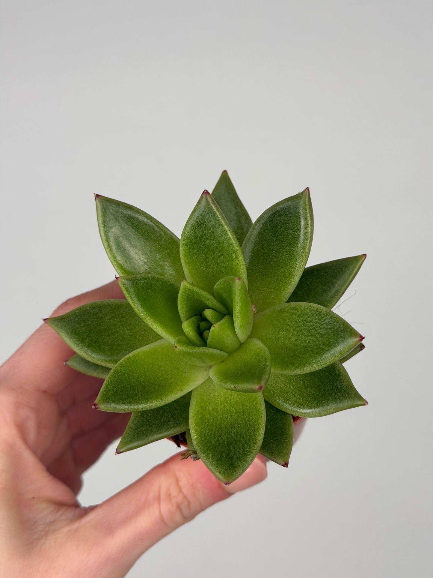Echeveria agavoides Echeveria Tropical Corner