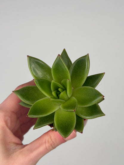 Echeveria agavoides Echeveria Tropical Corner