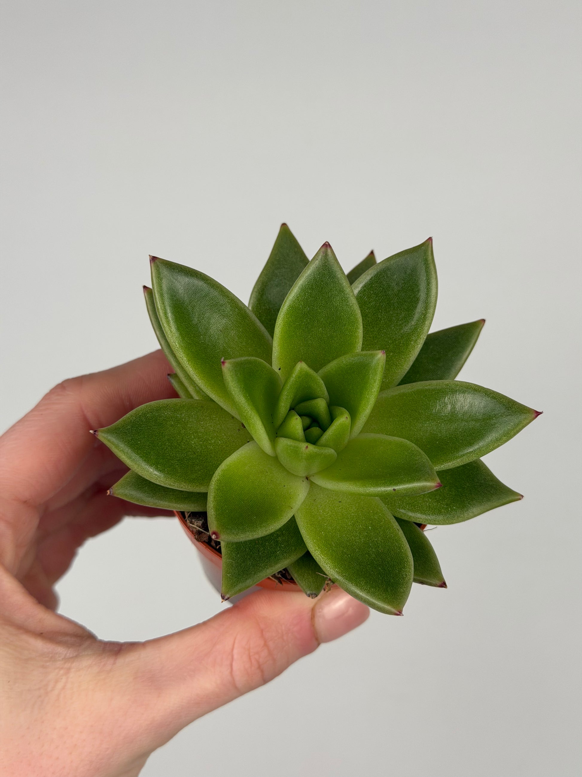 Echeveria agavoides Echeveria Tropical Corner