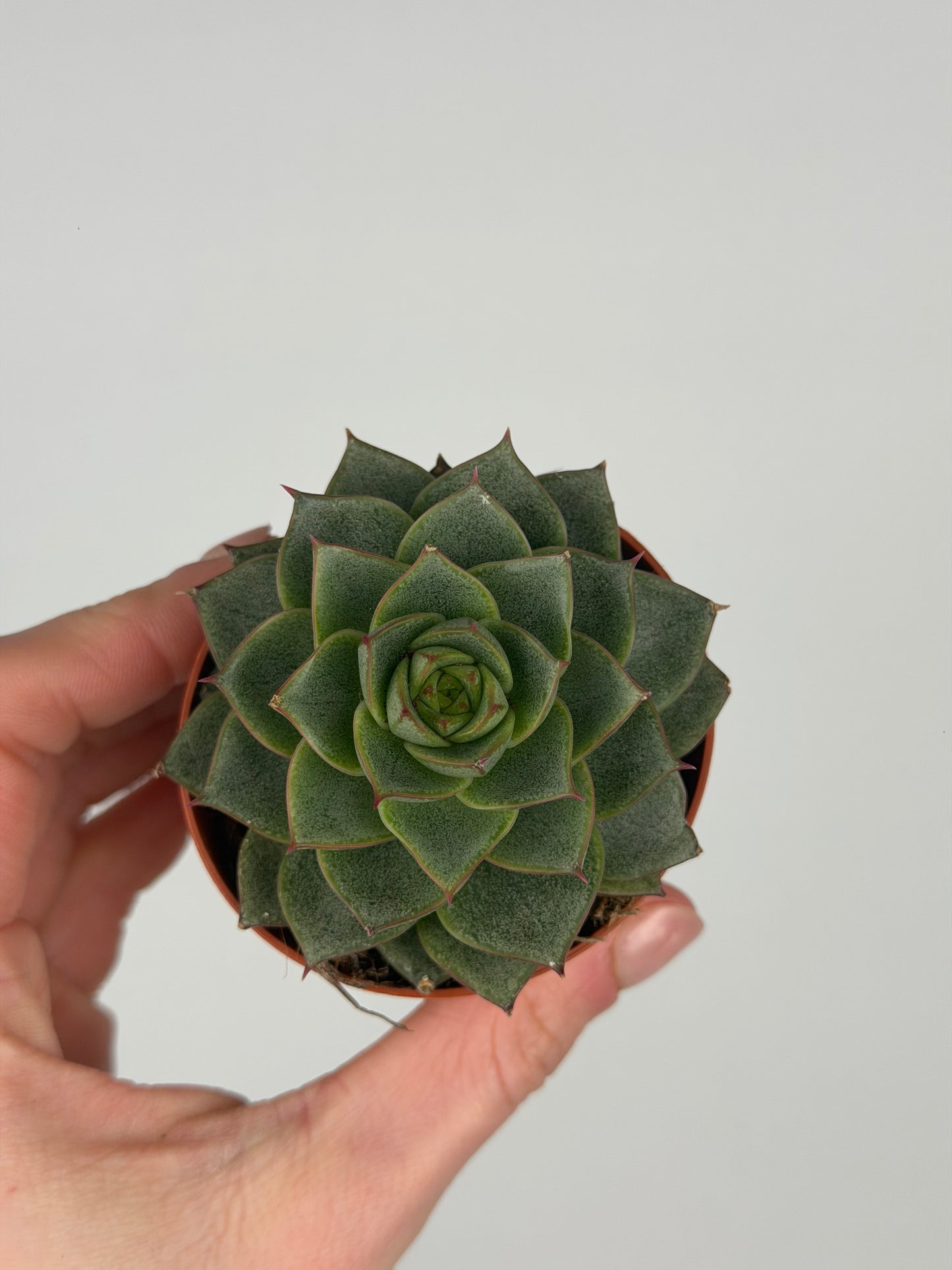 Echeveria 'Fabiola' Echeveria Tropical Corner