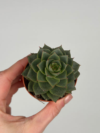 Echeveria 'Fabiola' Echeveria Tropical Corner
