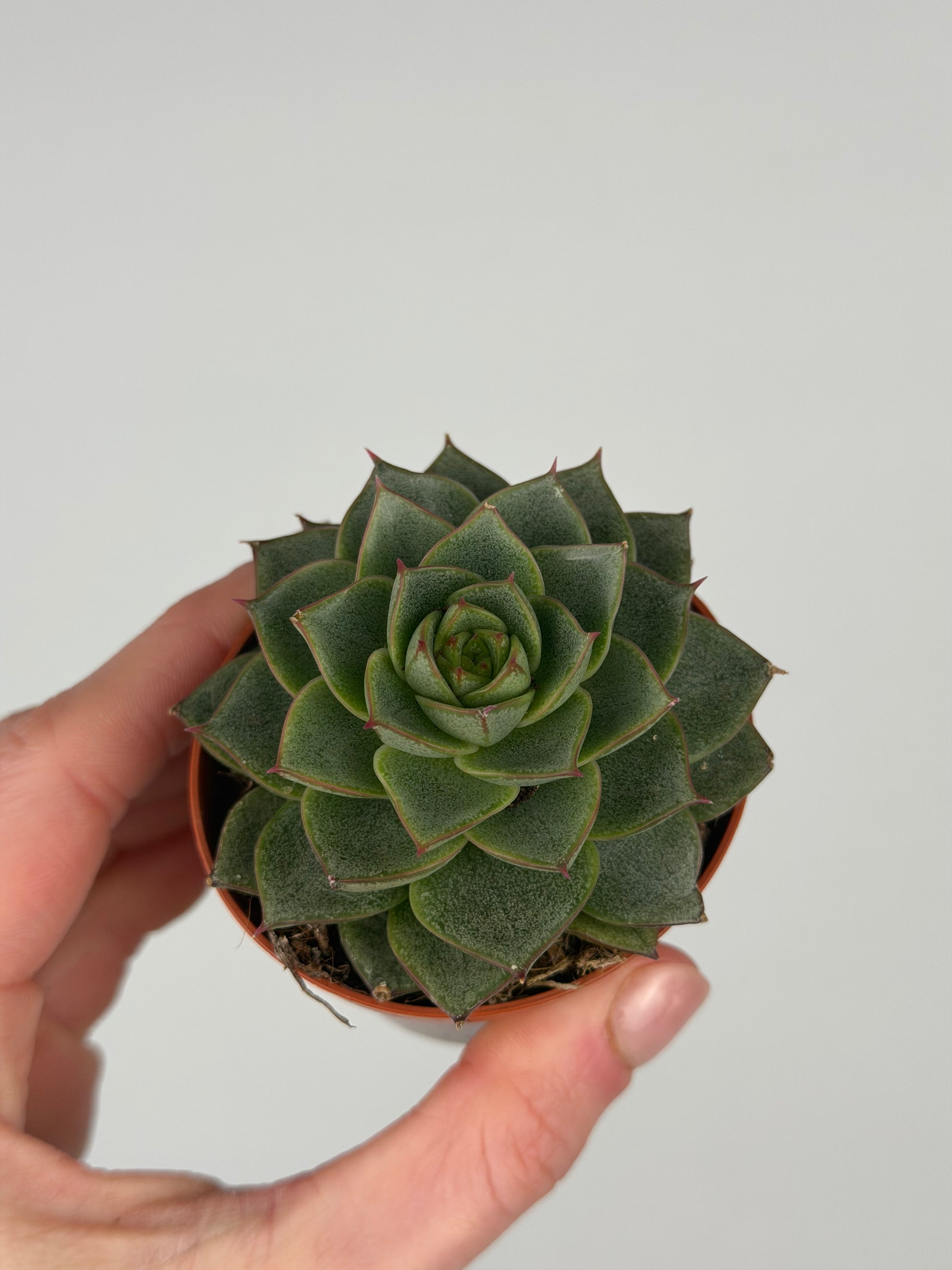 Echeveria 'Fabiola' Echeveria Tropical Corner