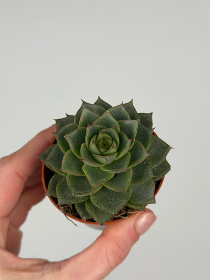Echeveria 'Fabiola' Echeveria Tropical Corner