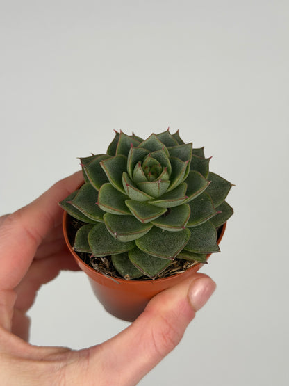 Echeveria 'Fabiola' Echeveria Tropical Corner