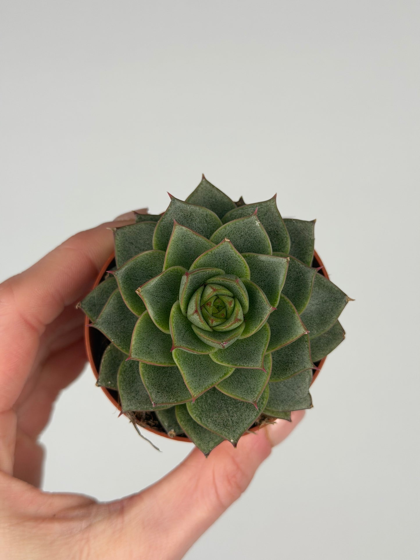 Echeveria 'Fabiola' Echeveria Tropical Corner