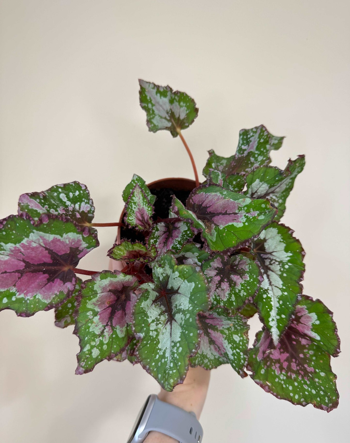 Begonia Rex “Purple Blush” | Giulia