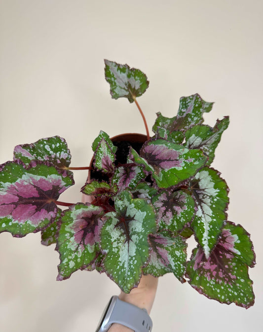 Begonia Rex “Purple Blush” | Giulia