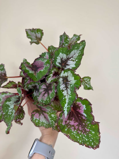 Begonia Rex “Purple Blush” | Giulia