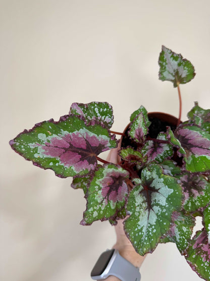 Begonia Rex “Purple Blush” | Giulia