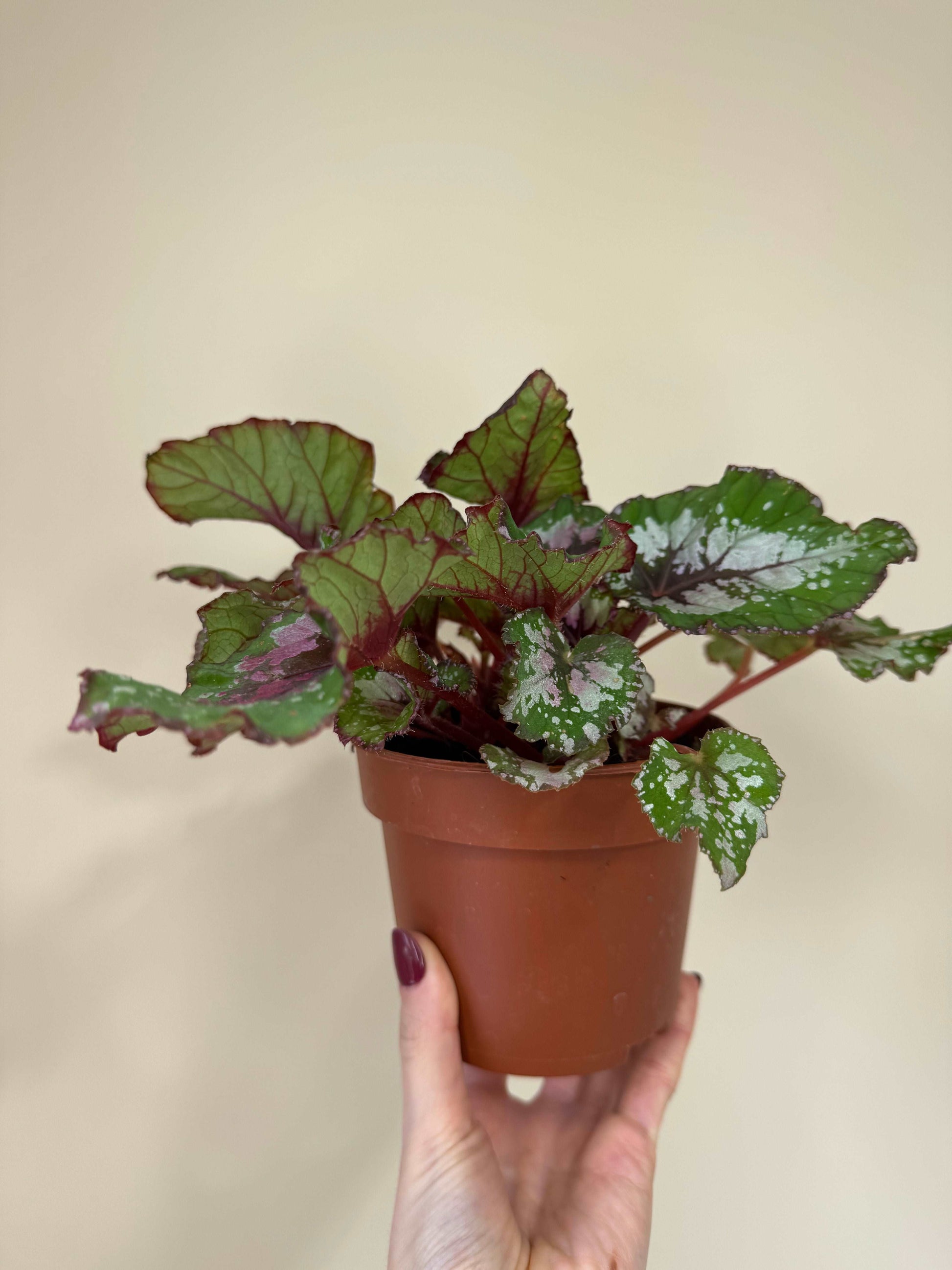 Begonia Rex “Purple Blush” | Giulia