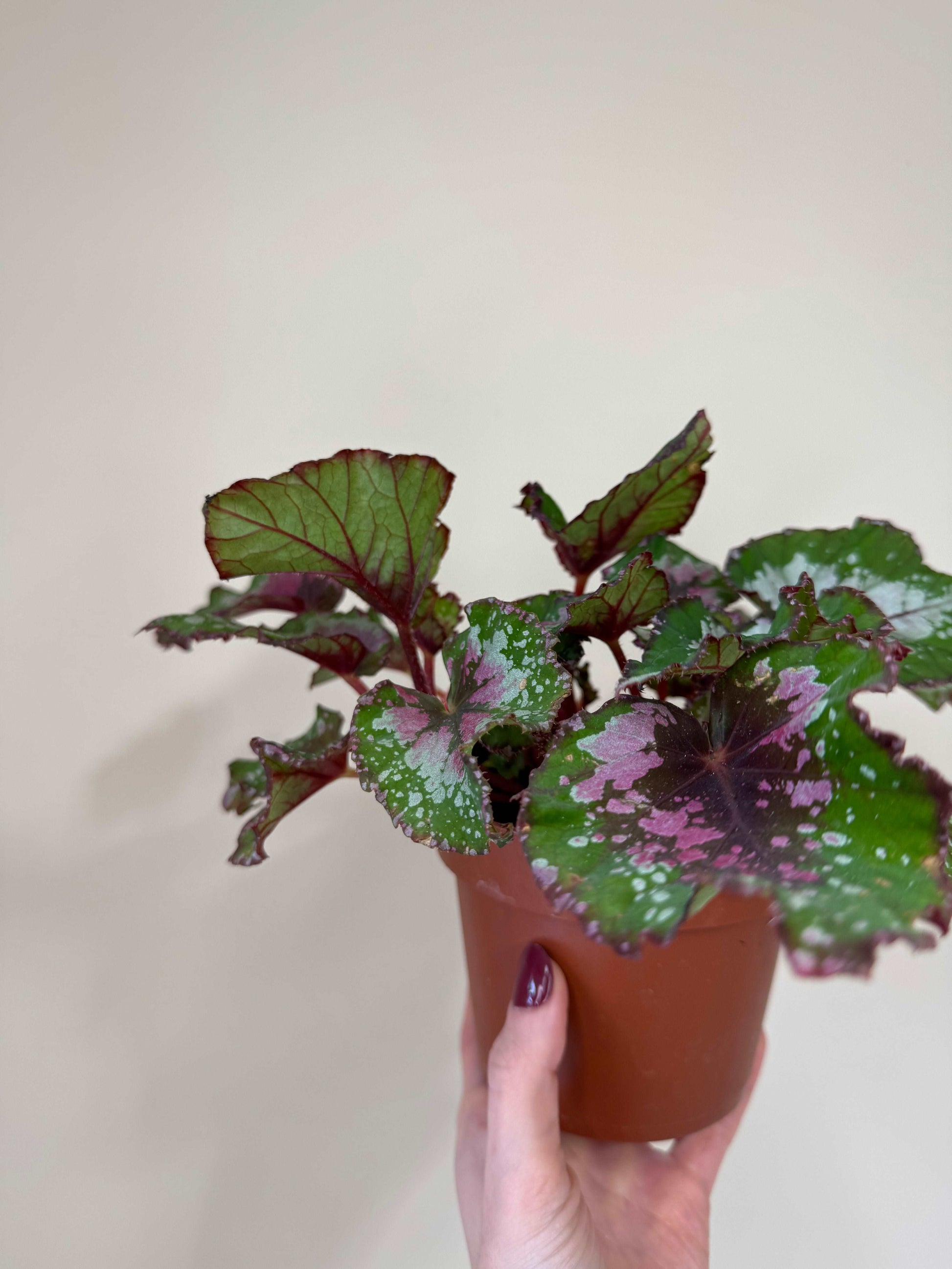 Begonia Rex “Purple Blush” | Giulia