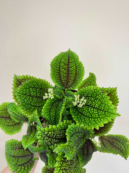 Pilea Mollis “Moon Valley”