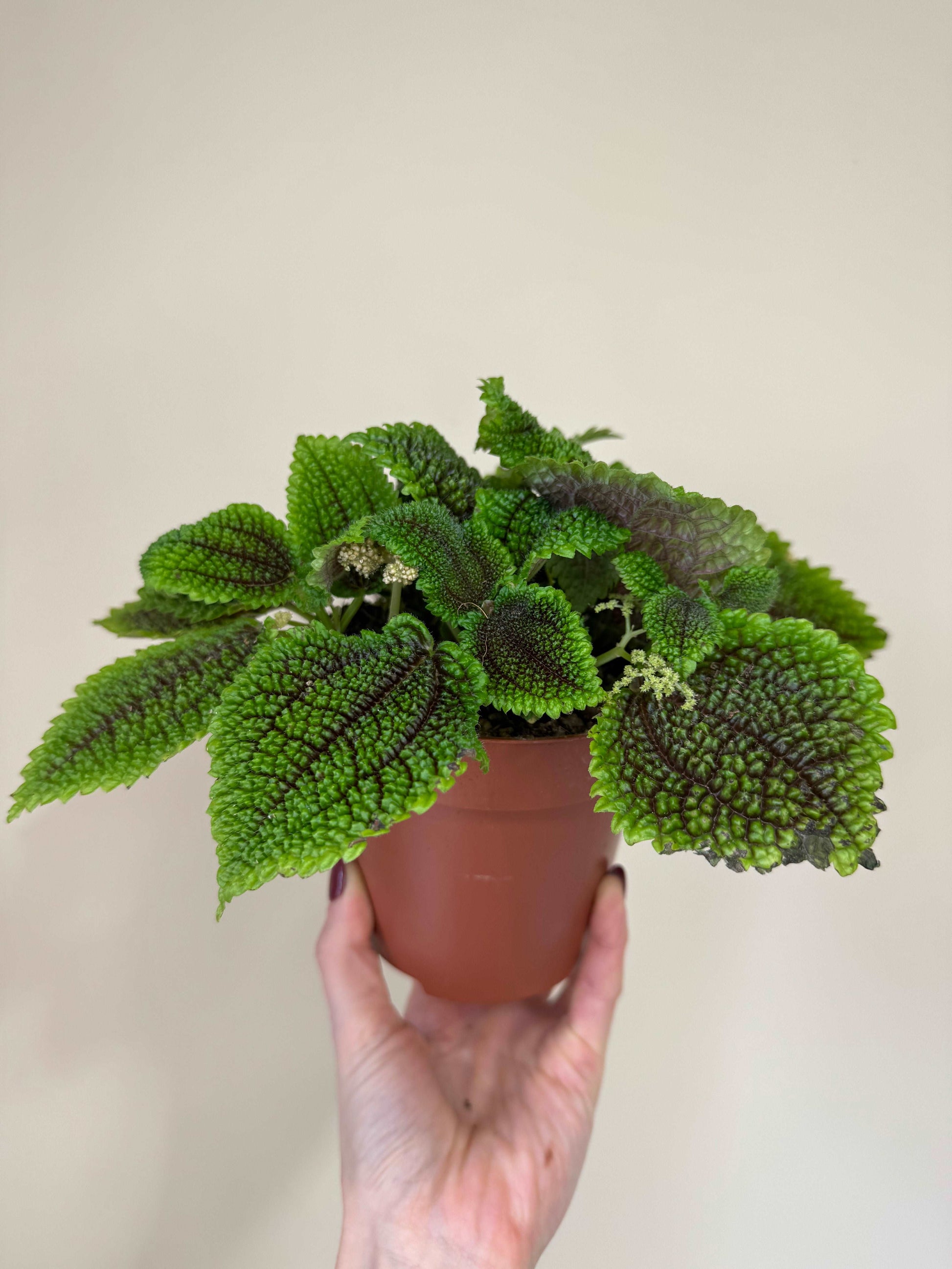 Pilea Mollis “Moon Valley”