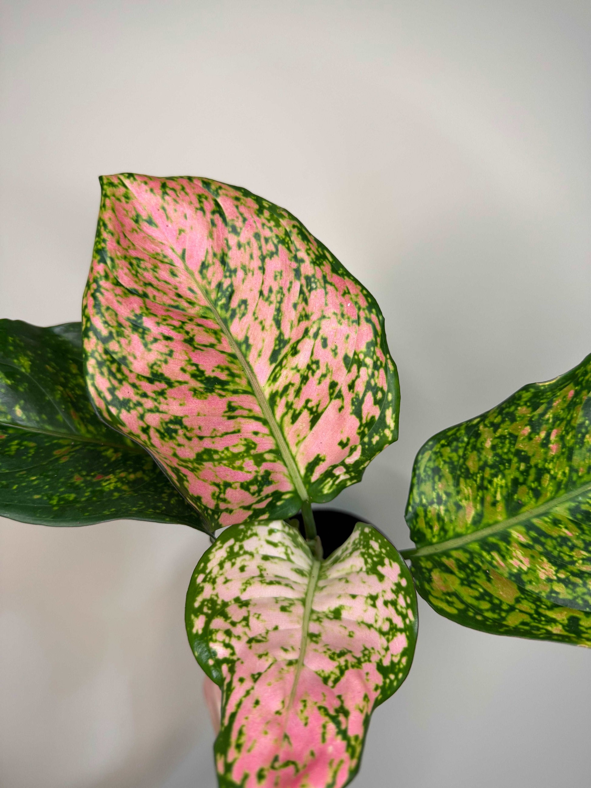 Aglaonema “Spotted Star”